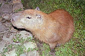 Manu reserve, capybara.